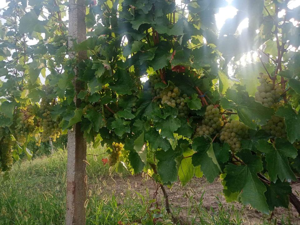 Están vendiendo uvas para vino, royal feteasca, de la zona famosa por la calidad del vino y las uvas, a saber, las colinas de Dragasan