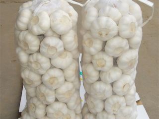Suministramos, Jengibre, ajo, maíz amarillo, aguacates, vainas de vainilla