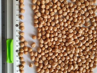 Cosecha 2022 garbanzos limpios y calibrados. Posibilidad en big