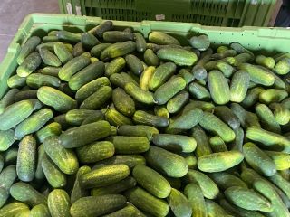 Vendo pepinos para ensalada, variedad sonata, tengo grandes cantidades.También