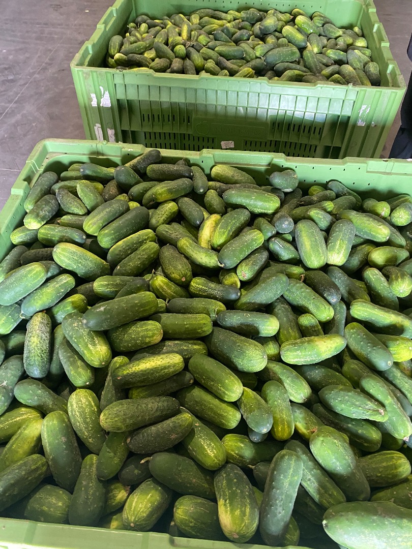 Vendo pepinos para ensalada, variedad sonata, tengo grandes cantidades.También ofrezco otros tamaños