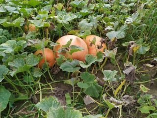 Tengo a la venta calabazas gigantes, perfectas para varios