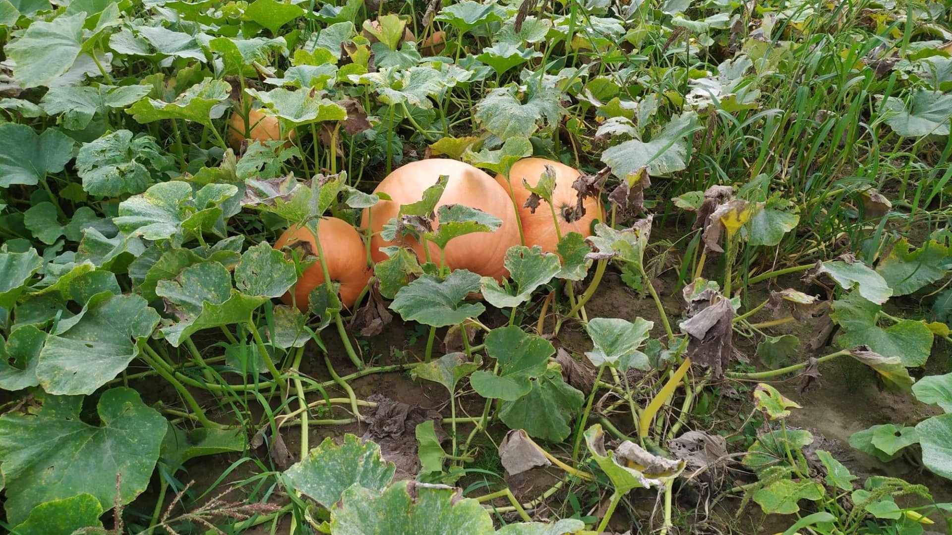 Tengo a la venta calabazas gigantes, perfectas para varios tipos de conservas y más