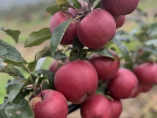 Venderé una manzana de alta calidad, en color, tamaño,