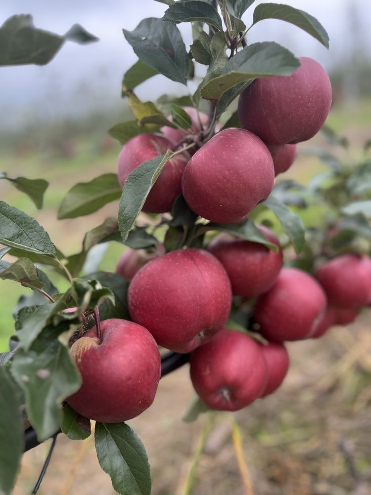 Venderé una manzana de alta calidad, en color, tamaño, sin costra, sin granizo: Golden, Jeramin, Fuji, Decosta, Pinova, Black Prince, Champion Apple del