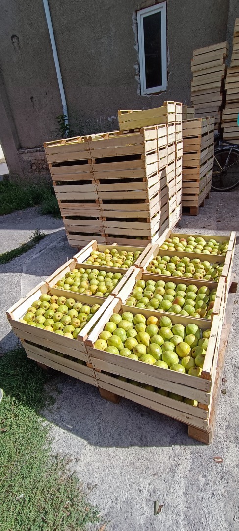 Vendo pera de gran calidad de mi propio huerto), entrega a convenir