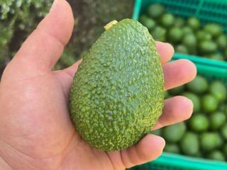 Hola. Somos una empresa con producción propia de aguacate