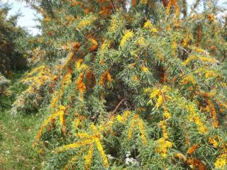 Bayas de espino amarillo de primera calidad de plantaciones