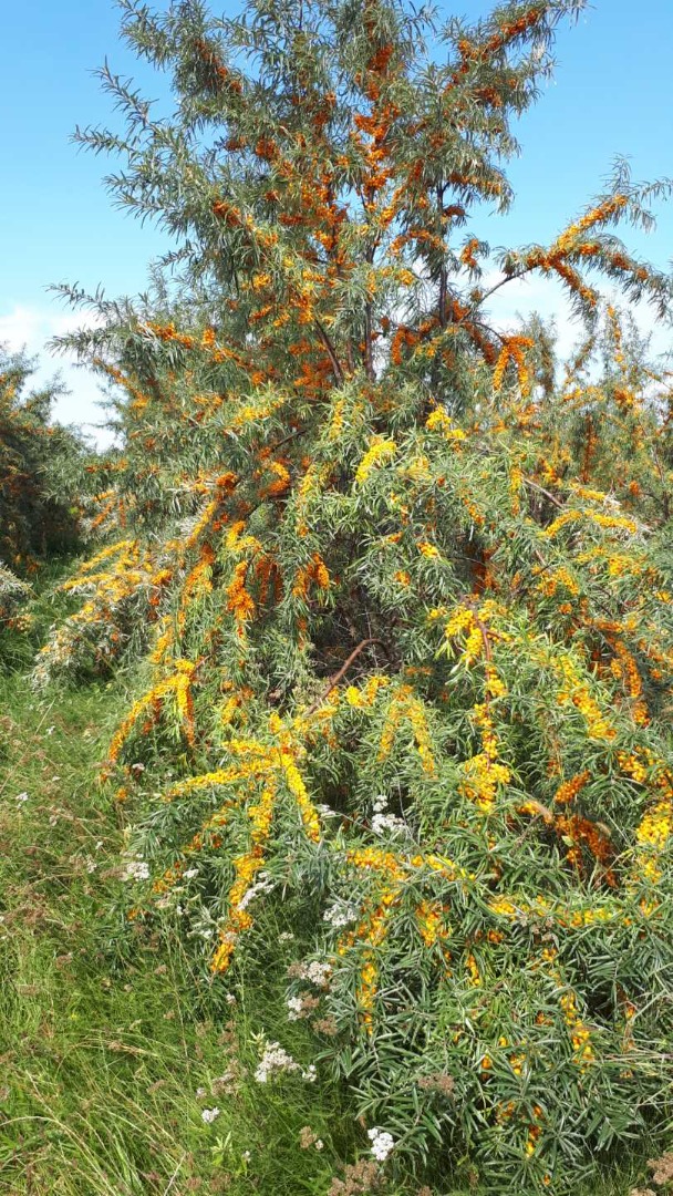 Bayas de espino amarillo de primera calidad de plantaciones propias ubicadas en el área de GREEN PŁUC POLSKI en Podlasie