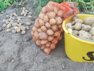 Venderé patatas Vineta de cultivo propio, sin fumigar, envasadas