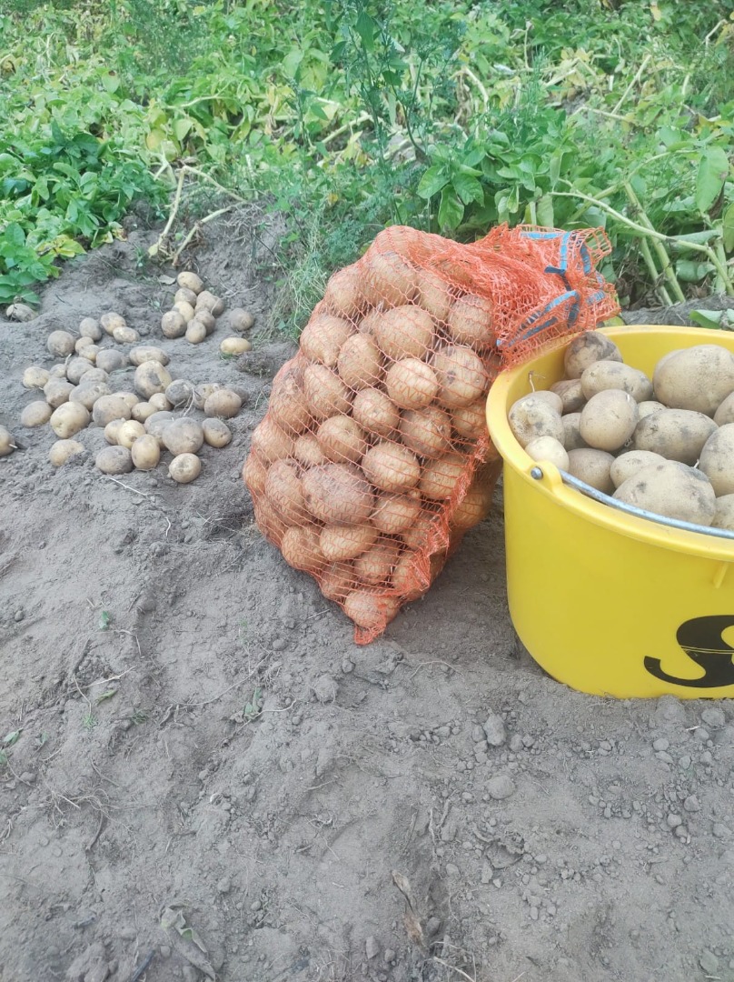 Venderé patatas Vineta de cultivo propio, sin fumigar, envasadas en sacos de 15 kg