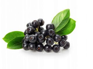 Venderé chokeberry orgánico, sin fertilizantes ni aerosoles. Tengo alrededor