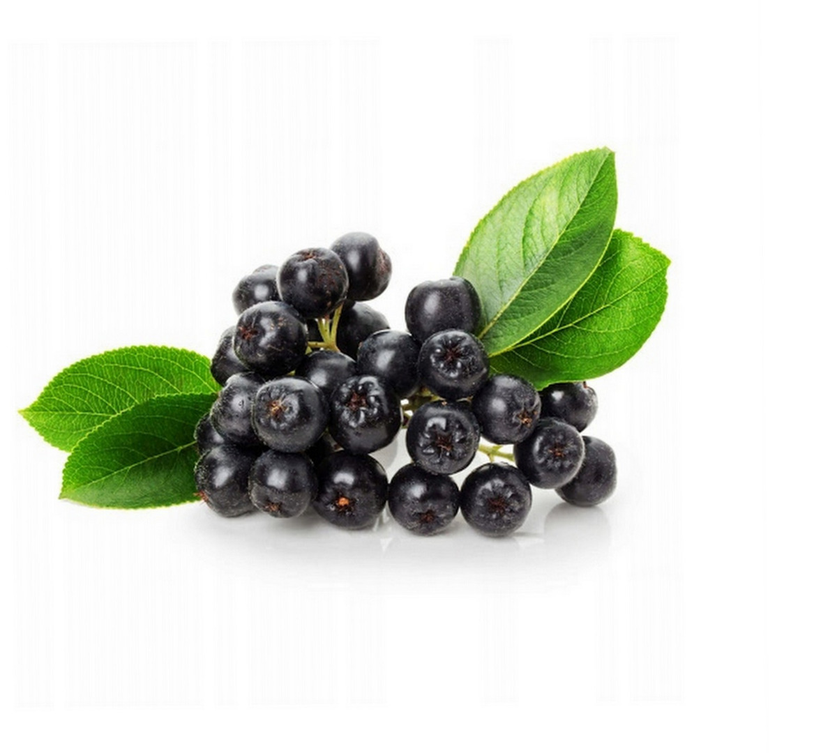 Venderé chokeberry orgánico, sin fertilizantes ni aerosoles