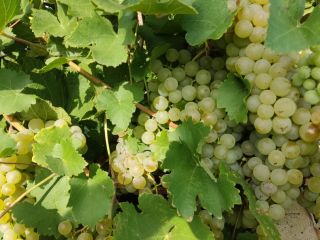 Vendo uvas para vino de las variedades feteasca regala