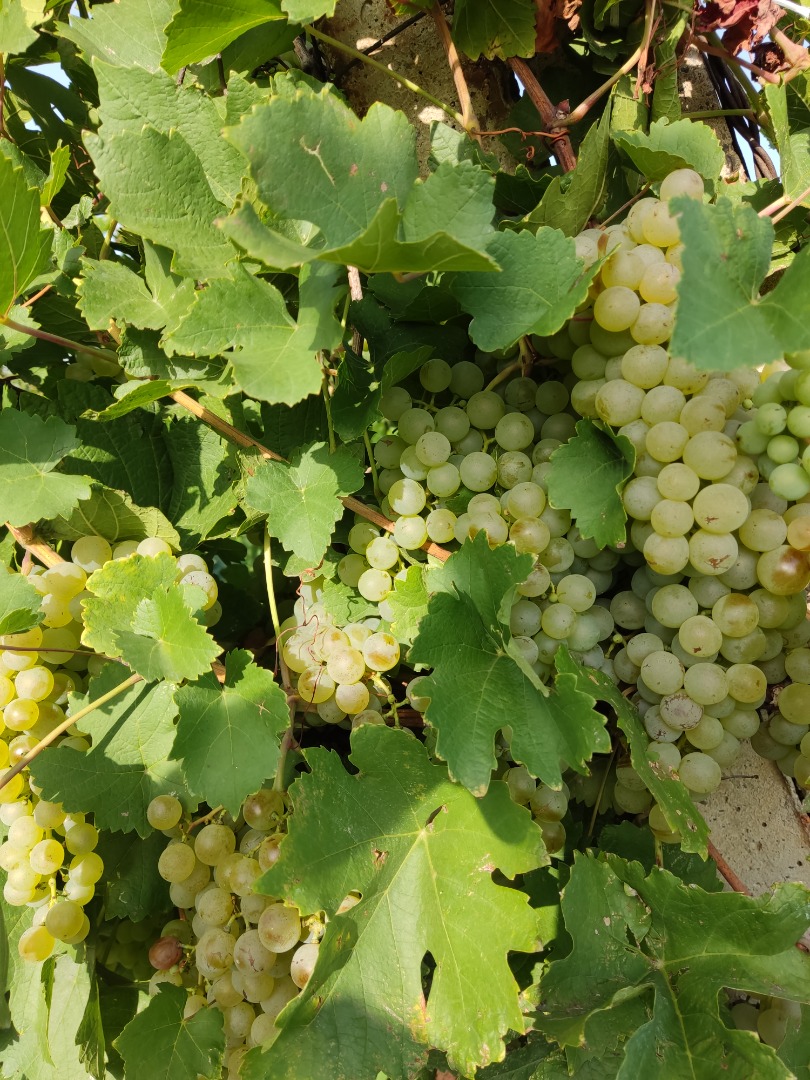 Vendo uvas para vino de las variedades feteasca regala y alba