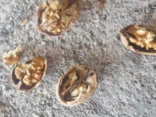 hola vendo nueces de primera calidad peladas y abaino