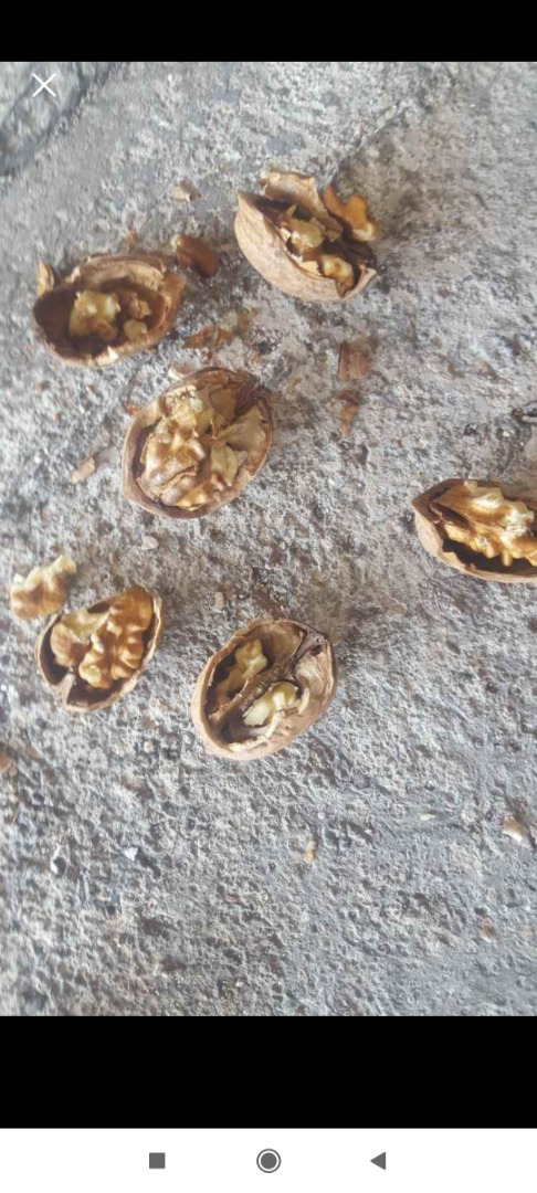 hola vendo nueces de primera calidad peladas y abaino tambien con la cascara siempre nuez nueva de temporada y muy buenas y ecologicas vendemos en grandes