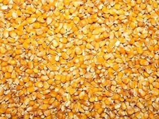 Vendo maíz en grano para la cosecha 2022. La