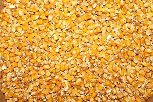 Vendo maíz en grano para la cosecha 2022