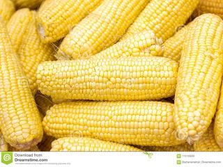Maíz amarillo seco. Envío gratuito a todo el mundo.