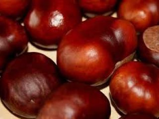 Hola, llevamos varios años comprando castañas en el Voivodato