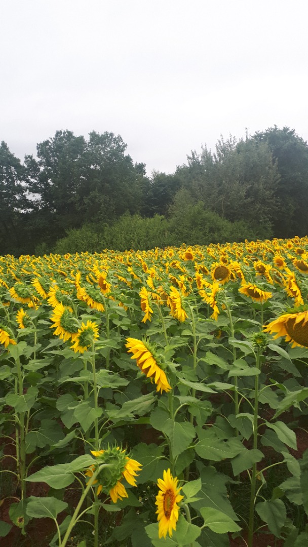 Póngase en contacto con nosotros para obtener semillas de girasol de los estanques cultivados en Polonia en la Baja Silesia