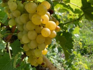 Venderé uvas de muy buena calidad en grandes cantidades.
