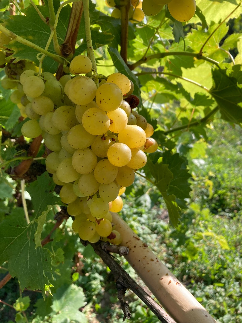 Venderé uvas de muy buena calidad en grandes cantidades