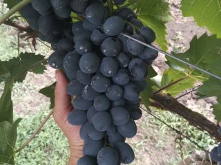 uvas de calidad de la variedad moldava