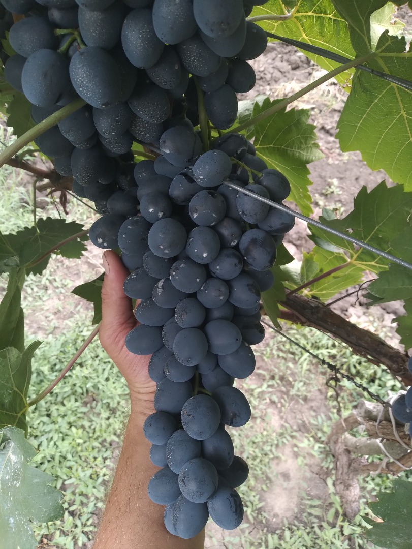 uvas de calidad de la variedad moldava