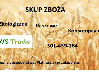 Compraré maíz, chocho, avena, guisantes y otros granos. Ecológicos,