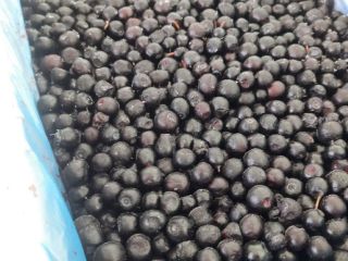 E-cleaning arándanos silvestres (forest blueberry) HACCP También hay arándanos