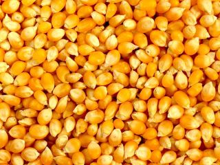Maíz amarillo disponible diariamente para la compra a tarifas