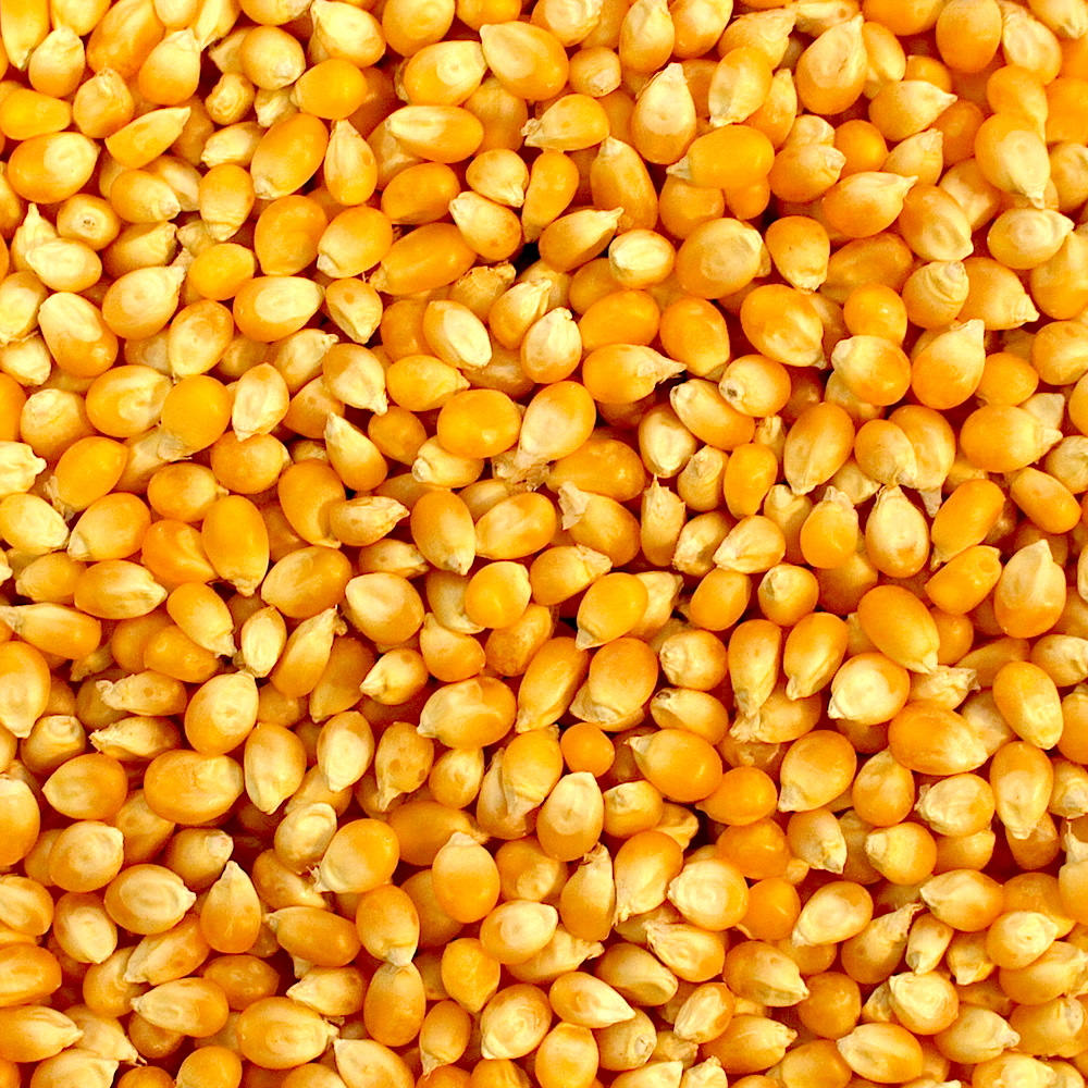 Maíz amarillo disponible diariamente para la compra a tarifas negociables según los tonelajes solicitados (*El precio no incluye logística ni envío)