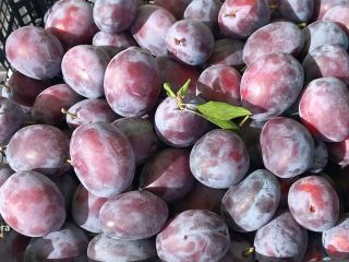 Bienvenido, vendemos ciruelas de la variedad Amers Wizjon, presidente,