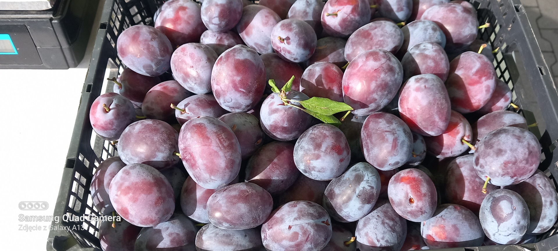 Bienvenido, vendemos ciruelas de la variedad Amers Wizjon, presidente, una pequeña huerta ecológica