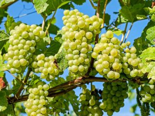 Vendo uva de mesa y vino producida en 2022,