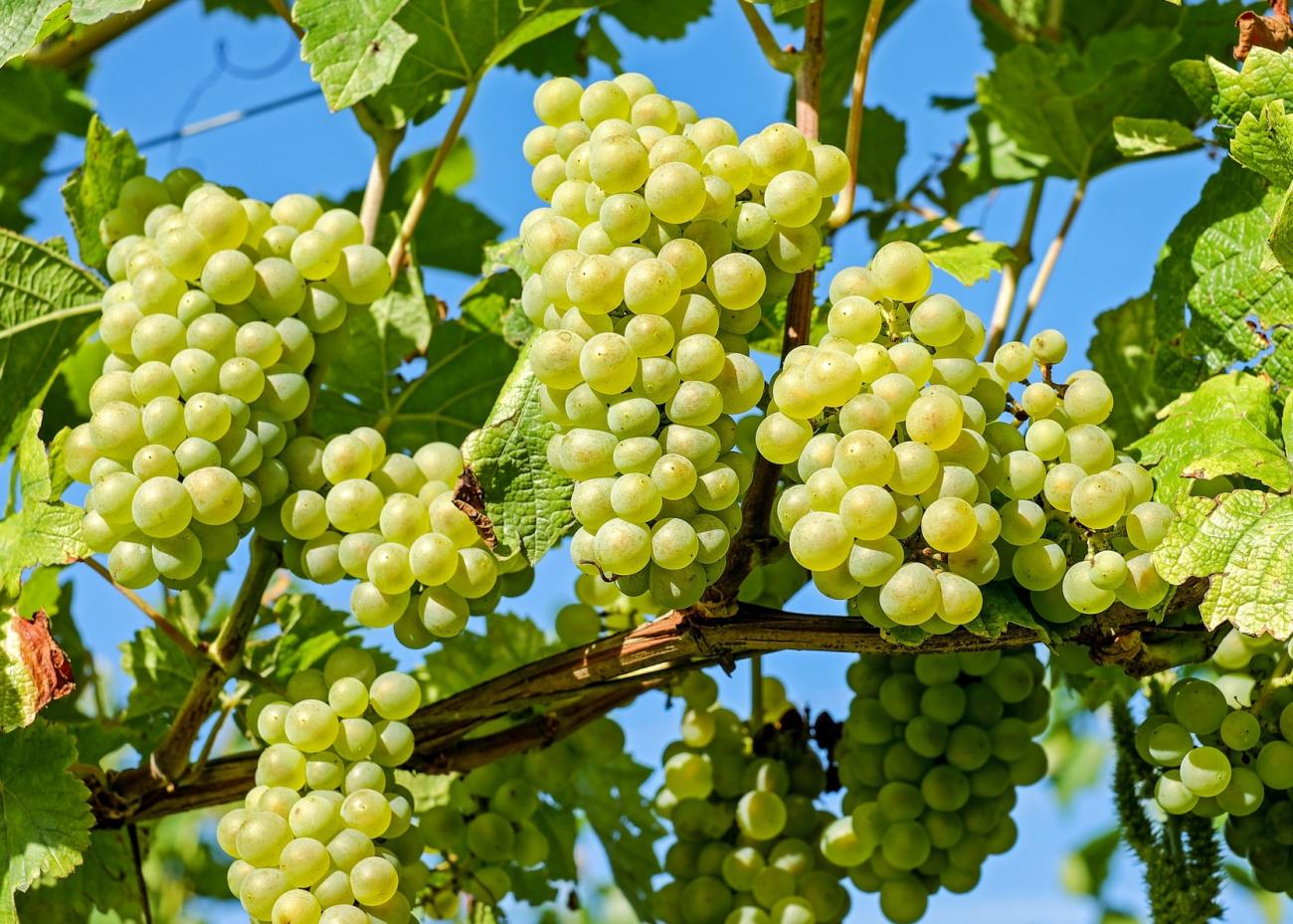 Vendo uva de mesa y vino producida en 2022, excelente calidad