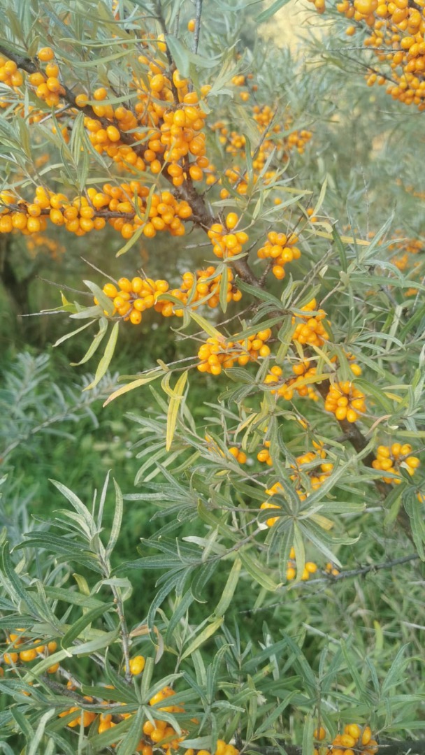 Espino amarillo congelado BIO con certificado de calidad