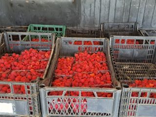 Vendo frambuesas orgánicas, sin tratamiento, sin fertilizante, cultivadas en