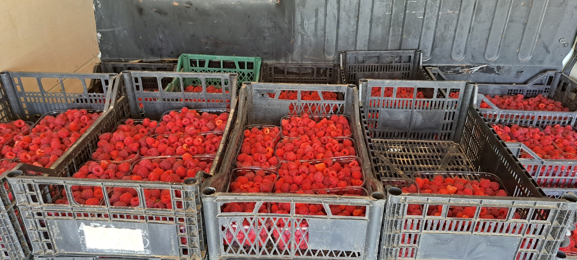 Vendo frambuesas orgánicas, sin tratamiento, sin fertilizante, cultivadas en colinas a una altura de 500 m en Moldavia