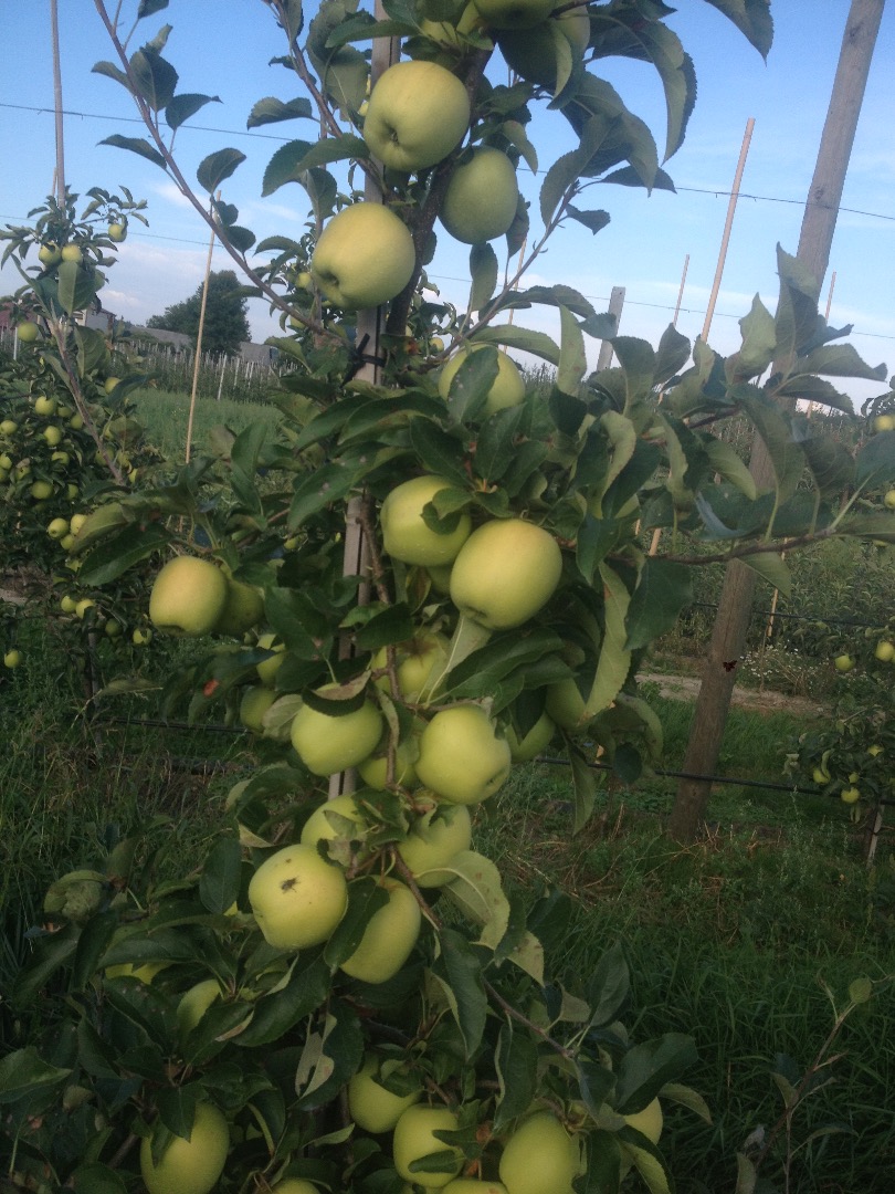 Gala schniga a la venta unas 150 t Golden delicious 100 t Red cap y otros