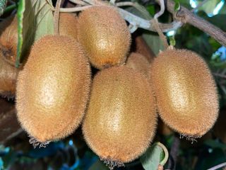 El productor agrícola ha organizado una granja 100% orgánica,