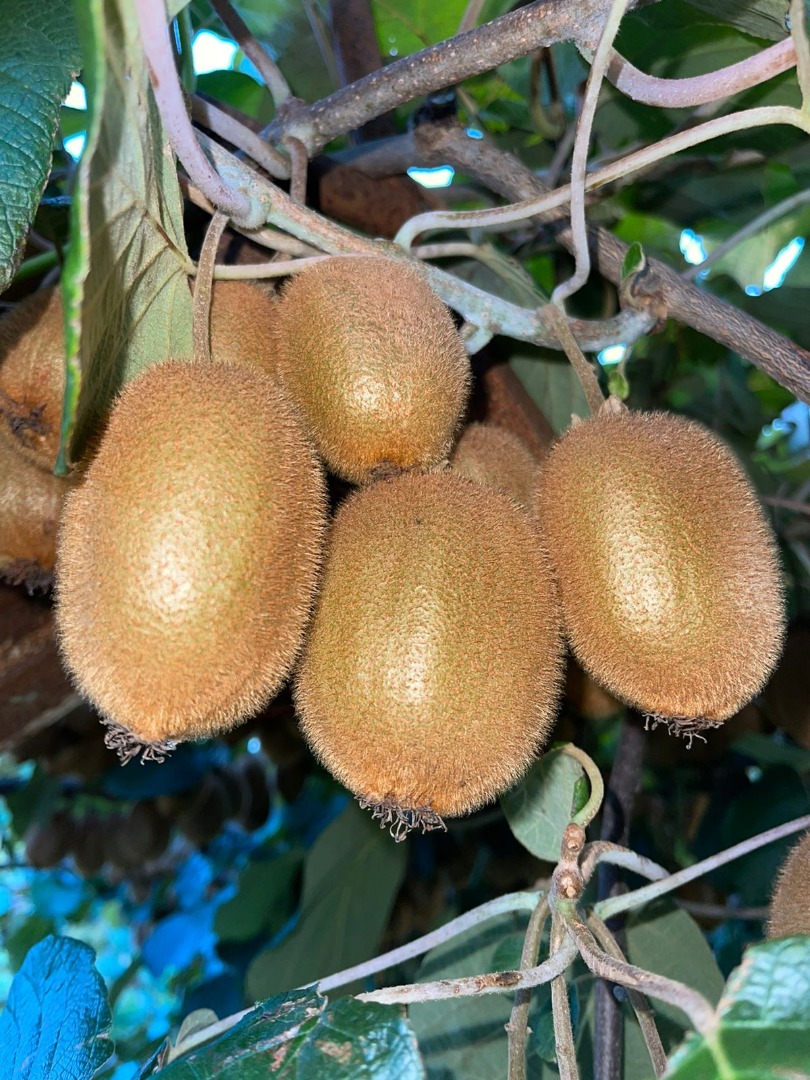 El productor agrícola ha organizado una granja 100% orgánica, que es la granja más grande de Albania