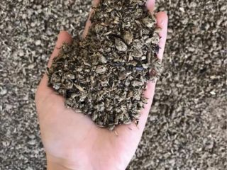 SROT SUNFLOWER envasado: bolsas de 40 kg o 1