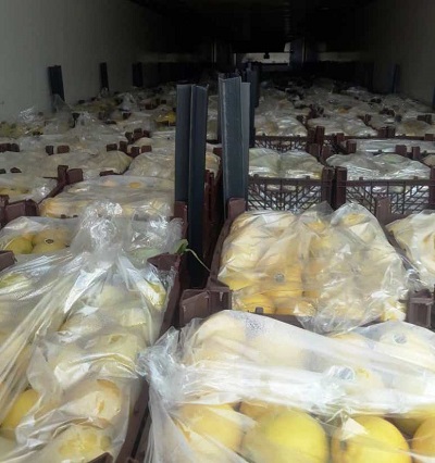 Teniendo en cuenta la capacidad de nuestro querido país Irán, Lemona 1 Group ha decidido producir, suministrar, comercializar y vender limas y algunos limones