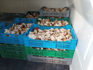 Hola, vendo hongos del bosque. Te puedo ofrecer champiñones