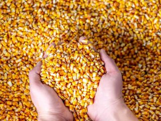 Maíz en grano, cosecha 2021, humedad 13% - 14%