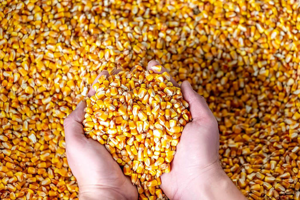 Maíz en grano, cosecha 2021, humedad 13% - 14% con certificados, en big bag, hay 500 toneladas, país de origen: República de Moldavia, el maíz está en Rumania