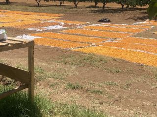 Saludos, unos 3500 kg de albaricoques amarillos secados al